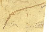 Fossil Pipefish and Juvenile (Syngnathus) - California #294288-1